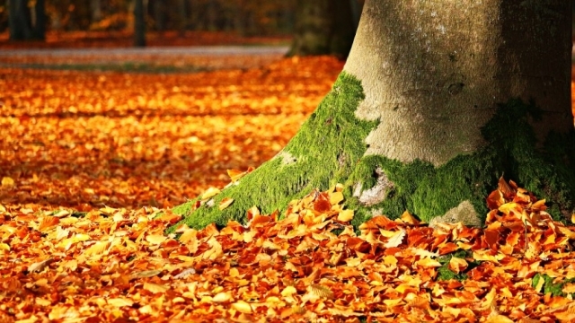 Опавшие листья помогают улучшить состояние почвы