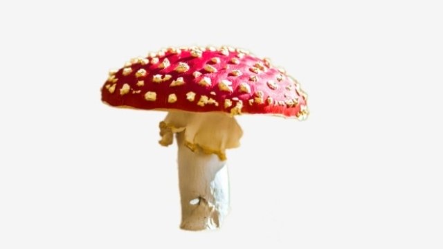 Мухомор красный