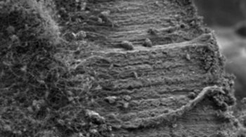 Кварцевые волокна, с выращенными углеродными нанотрубками