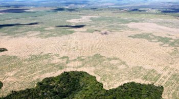 Вырубка лесов в штате Мараньян, Бразилия
