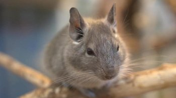 Короткохвостые и длиннохвостые шиншиллы перечислены как находящиеся под угрозой исчезновения