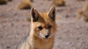 Culpeo — южноамериканский вид лисиц